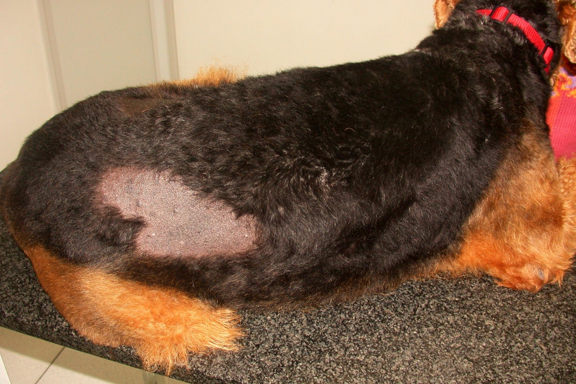 ALOPECIA CICLICA DEL CANE